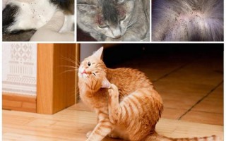 Откуда у домашней кошки блохи: как выглядят, как понять, что это они, откуда берутся паразиты, чем опасны и как узнать, что они завелись