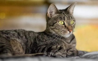 Артрит у кошек: симптомы, методы лечения, лекарство для животного