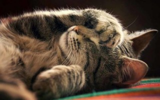 Параанальное воспаление у кошки: симптомы воспаления железы и лечение