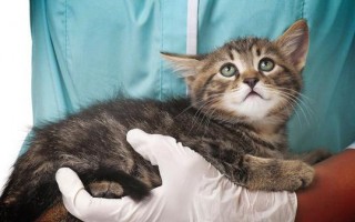 Перитонит у кошек (вирусный, инфекционный, сухой, гнойный): признаки, лечение, почему возник после стерилизации, сколько живут с ним