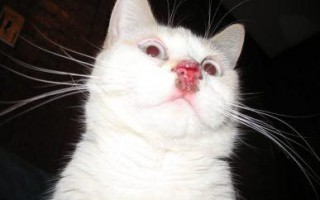 Почему у кота текут слюни изо рта: причины и лечение