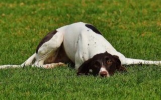 Запор у собаки — что делать, что поможет лучше для лечения — вазелиновое масло, клизма, слабительное или лекарство, как лечить в домашних условиях и симптомы при запоре от костей