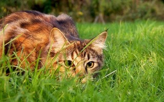 Интересное о кошках: поведение, привычки, малоизвестные факты