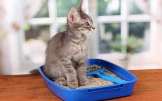 Кот не может пописать: что делать, как помочь кошке или коту после операции