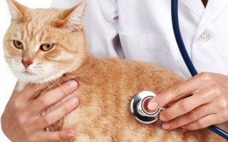 Анемия у кошек: симптомы, виды (инфекционная, гемолитическая, вирусная, апластическая), как лечить, чем кормить