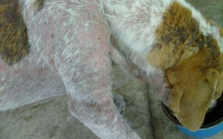 Аллергия на корм у собак: причины, симптомы, как проявляется на сухой корм