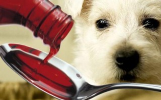 Астма у собак: признаки и симптомы, как снять приступ, лечение, бывает ли бронхиальная, сердечная