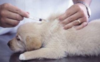 Парвовирусная инфекция у собак: способы заражения, инкубационный период, симптомы, лечение