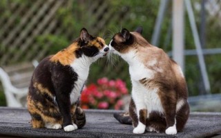 Как подружить кошек между собой, как помирить двух котов, которые живут в одной квартире