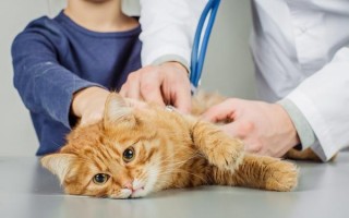 Поликистоз яичников у кошек: причины, симптомы и лечение