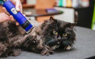 Колтуны у кошки: как избавиться и избежать повторения