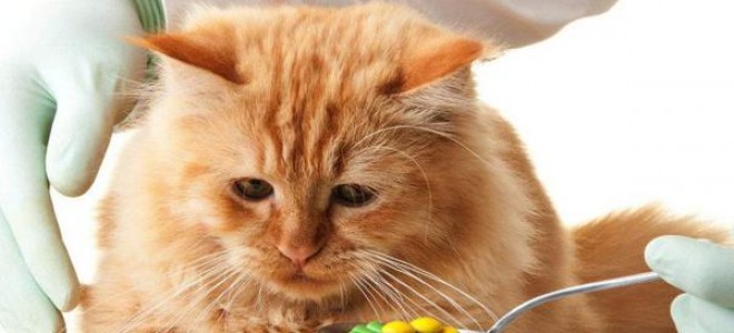 Как дать коту таблетку, как скормить лекарство коту, как правильно провести манипуляцию