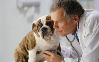 Инсульт у собаки: первые признаки и симптомы, лечение и препараты для профилактики старой собаке, восстановление после
