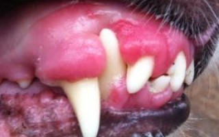 Воспаление десен у собак: покраснение и другие признаки, лечение