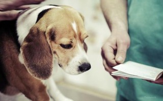 Разрыв связок у собаки (коленных, крестообразной, на лапе): симптомы, лечение