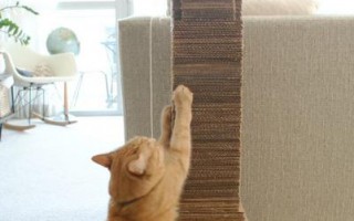 Как отучить кошку драть обои и мебель, что делать, если кот царапает обои, рвет их