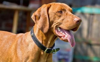 Воспаление слюнных желез у собаки: симптомы, лечение