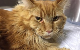 Перелом позвоночника у кошки и кота: симптомы, компрессионный вид, лечение, как восстановить мочеиспускание при недержании мочи, прогноз