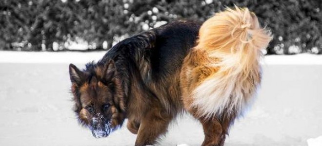Несахарный диабет у собак: причины, симптомы, лимфоузлы при нефрологическом, анализы и диагностика, лечение