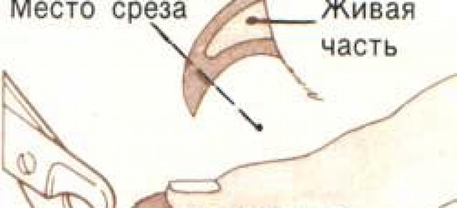 Как стричь когти собаке схема