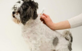 Ифекции и паразиты у собак: диагностика и лечение