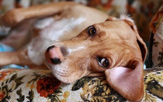 Собаке не хватает кальция: причины недостатка, симптомы гипокальциемии