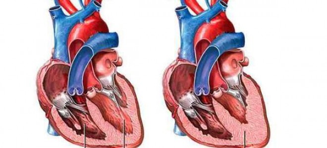 Болезни сердца у кошек: строение органа, порок сердца, его остановка, симптомы и лечение заболеваний, скрининг