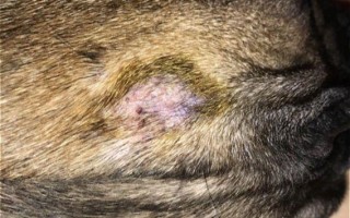 Стригущий лишай у собак: как выглядит, симптомы, начальная стадия, лечение, в т.ч. народными средствами, мазь и вакцина, заразен ли для человека