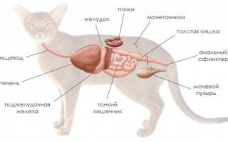 Язва желудка у кошки и кота: симптомы, лечение, профилактика