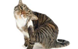 Дерматит у кошек (блошиный, атопический, аллергический, контактный, бактериальный): симптомы, лечение в домашних условиях