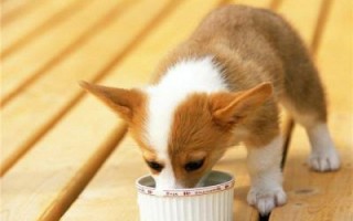 Питание собаки: составляем рацион и режим, если выбрано натуральное, смешанное, диетическое сбалансированное питание, правильный сухой корм