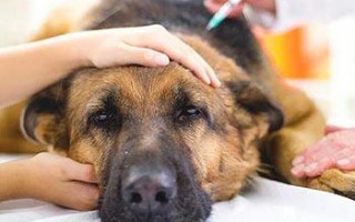 Как сделать укол собаке: куда делать, если внутримышечно, внутривенно, инструкция и схема введения препаратов