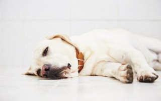 Сальмонеллез у собак: первые симптомы, анализ, лечение, болеют ли в целом и кто переносчики