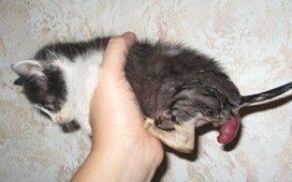 Выпадение прямой кишки у кошки: лечение и операция