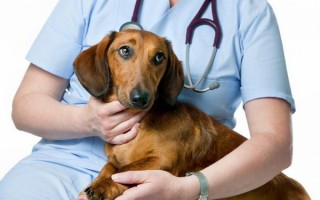 Синдром Кушинга у собак: причины, симптомы, анализы и диагностика, лечение, прогноз