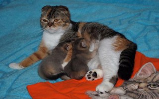 Сколько длится беременность у кошки, как определить срок, через сколько рожают после вязки и если опустился живот