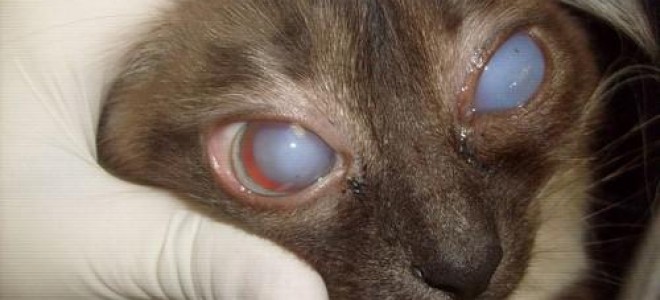 Глаукома у кошек: симптомы, первичная и вторичная, лечение