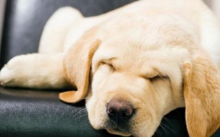 Лимфаденит у собак: что это, причины, симптомы, лечение, может ли развиться на прививку
