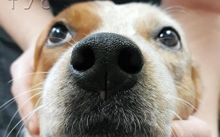 У собаки гной из носа: симптомы гайморита, как лечить гнойные выделения