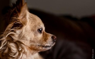 Энтеровирус у собак: виды, симптомы, лечение, может ли животное заразиться от человека