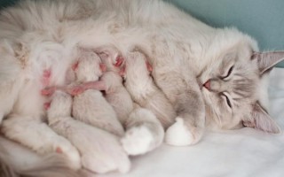 Когда кошка может забеременеть после родов, через сколько начинает гулять, просить кота после окота?