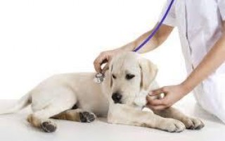 Язва желудка собаки и двенадцатиперстной кишки: симптомы, лечение