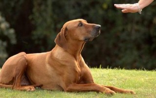 Уход и воспитание собак: основы дрессировки и гигиены для питомца