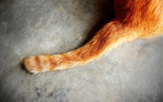 Перелом хвоста у кошки и кота: симптомы и лечение