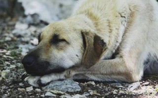 Болезнь Аддисона у собак: причины, симптомы, лечение