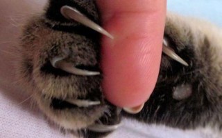 Вросший ноготь у кошки: что делать, как проходит лечение, если вросли ногти в подушечки