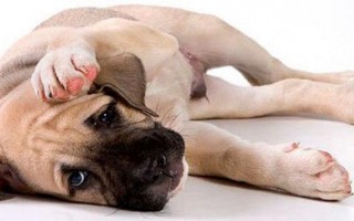 Отит у собаки (гнойный, аллергический, грибковый, хронический): симптомы, лечение в домашних условиях