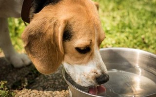Гнойная рана у собаки: чем обработать дома, лечение и антибиотики при воспалении
