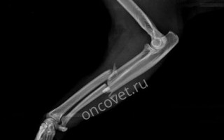 Перелом таза у кошки: симптомы перелома костей, лечение с операцией и без, как ухаживать, последствия
