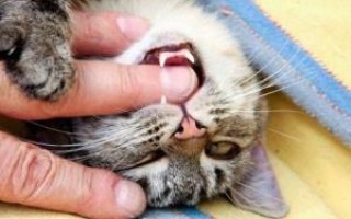 Энцефалит у кошек: симптомы, лечение, прививки от клещевого энцефалита, можно ли заразиться и передается ли людям